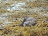 Whitelips otter