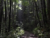 Bilar mahogany forest