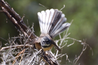 This little fellow is a fantail, for obvious reasons. They flutter around hikers grabbing pesky insects from the air