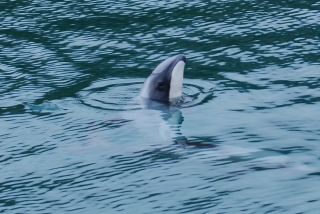 What's going on here then? Hector's Dolphin pops his head up for a look. In cetacean circles this is called 'spyhopping'