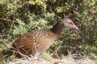 This crake-like bird is a weka. Funny things, they are shy and nervous... unless they sense you might have food
