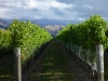 While waiting for the weather to look good enough for a two-day trek we explored the Marlborough wine country