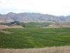The whole Wairau river valley is awash with vines. No-one would dare waste any flat ground for a football pitch