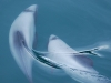 We found Hector\'s dolphins, the most beautiful and graceful creatures in New Zealand\'s waters