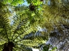 Tree ferns are common, and are uncommonly beautiful in the sun
