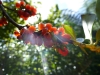 We were very happy to have sunny days at last. Even small details like these berries come to life in the sun