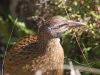 Which is inevitably when the shy-yet-inquisitive weka would strut out to see if crumbs were in the offing