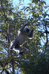 The lone male langur we saw leaping through the trees