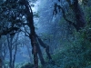 Misty rainforest