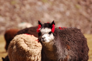 It's not just wild animals at 4,500m, we saw plenty of llamas and alpacas too