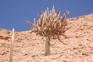 Behold the candelabra cactus, which we couldn't really summon much enthusiasm for