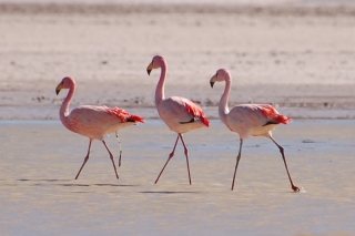 The Salar de Surire is also home to three species of flamingo, and we saw all three