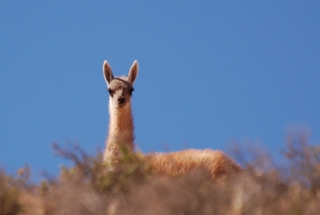 A lone Guanaco watches us hurtle grimly past on the road to nowhere