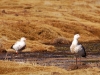 There is still plenty of life up here, though, like these Andean Geese