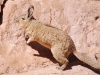 The rocky hills are also home to the long-tailed Mountain Viscacha
