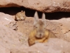And just when we thought the cute couldn\'t get any cuter, look what we spotted behind the Viscacha...