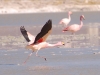 Flamingos gather here in thousands, four and a half kilometers above the distant sea