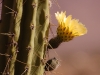 Cactuses are the iconic plants of the Precordillera