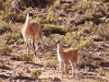 And instead of Vicuna, the wild camelids here are the Guanaco