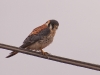 A little hawk in downtown Arica