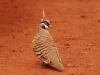 The wonderfully punky Spinifex Pigeon was particularly common here
