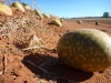 These odd squashes are a common sight along the dirt roads. I assume they must be inedible, or someone would collect \'em