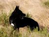 We also spotted Dingos, one of which was an unusual black fellow - I promise it isn\'t just an alsatian
