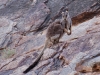Our final wildlife sighting in the red centre was the lovely Black-footed Rock Wallaby