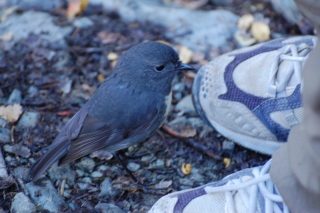 Plucky little south island robins, so keen on bugs that they peck them from right under your feet