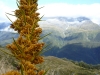 Big spikey plants, not what you expect on high alpine slopes