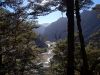 We were descending into the Routeburn Valley through fine beech woods