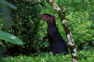 Black Agouti, outside our cabin at dusk. He's not a big rat, he's more closely related to the Guinea Pig