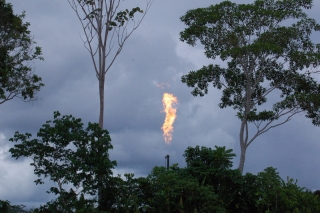 The Amazon basin is full of oil, so the sight of gas burners behind the rainforest trees is all too common