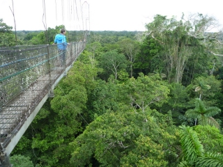 Eeek! More than forty metres up on a canopy walkway, looking for birds and trying not to look down