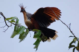 Behold the Hoatzin! Terrible at flying, sounds like a dying goose and with a diet of cabbagey leaves it is also almost constantly farting