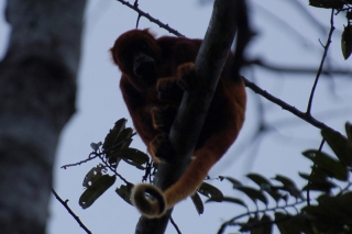 A Red Howler Monkey looks down as we walk past underneath him