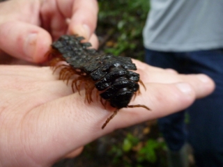 A giant armour-plated millipede, completely harmless except if you eat it
