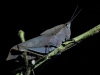 Which brings us onto invertebrates, or bugs if you prefer - this is a nocturnal grasshopper