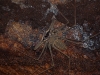 Weirdest of the weird is this Tailless Whip-Scorpion, harmless to us but deadly to little insects