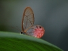 Perhaps like this beautiful little butterfly with almost transparent wings - I love the little touch of pink