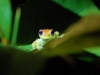 The Polkadot Tree Frog, absolutely tiny and jemlike