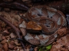 We saw five kinds of snake, but the rarest and deadliest is this small Bushmaster - very able to kill a man
