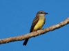 Reptiles learned to fly, then grew feathers and so became birds - this is the Tropical Kingbird