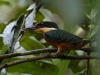 And this beautiful fellow is a Green and Rufous Kingfisher