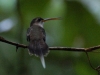 And in contrast, the tiniest we saw was this little Straight-billed Hermit hummingbird