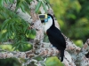 The White-throated Toucan\'s beak is so long it was hard to get a shot without some branch in the way