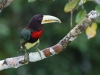This minature toucan is the Ivory-billed Aracari