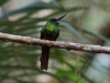 It\'s very hard to stop including beautiful bird photos - this irridescent green chap is the White-chinned Jacamar