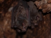 So that leaves us only with mammals, like these fuzzy little bats nesting in a tree hollow