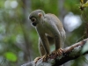 But the main mammals you see in the jungle are monkeys - and this is the charming little Squirrel Monkey